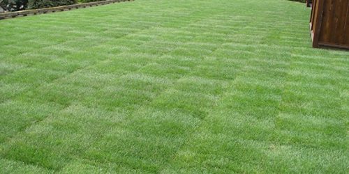 Sod Installation - Free Estimate